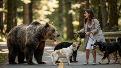 Grizzly Bear Dog Walker Encounter
