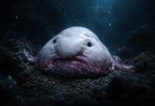 blobfish